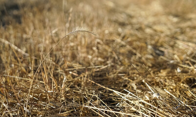 Dry golden spikelets of grass on the ground, sunny day