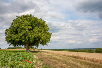 Walnussbaum (juglans regia) und Wolkenhimmel