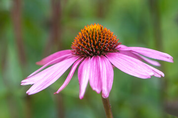 Purpur-Sonnenhut (Echinacea purpurea)