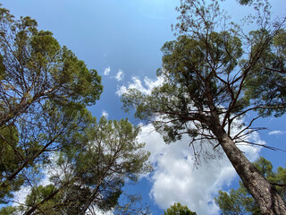 Look upwards to the blue sky with white clouds through the tall bare trees of a mixed forest