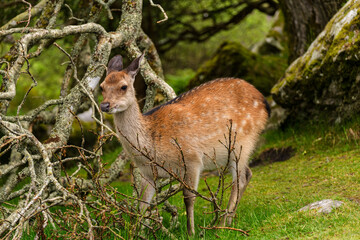 Young wild deer in Killarney National Park, near the town of Killarney, County Kerry, Ireland