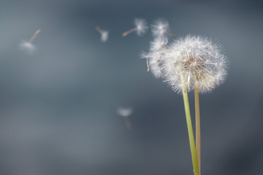 Fototapeta Un par de flores de diente de leon que reciben un poco de viento y lanzan al aire unas pocas semillas de diente de leon.