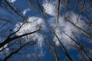 Look upwards to the blue sky with white clouds through the tall bare trees of a mixed forest