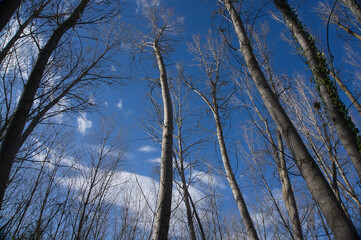 Look upwards to the blue sky with white clouds through the tall bare trees of a mixed forest