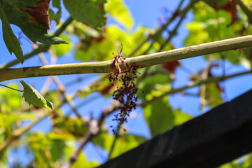 dragonfly on a branch