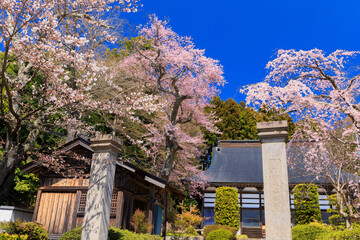 須賀川市　永禄寺の桜