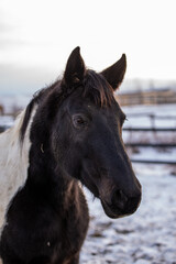 Fototapeta na wymiar Dirty Black Paint horse Standing in winter pasture at sunset in quebec canada