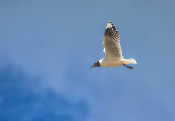Brown  hooded seagull flying in the sky                                                          