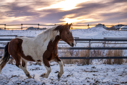 Beautiful paint horse standing outside at sunset in winter in quebec canada
