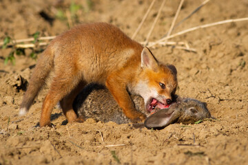Red fox, vulpes vulpes, cub feeding on dead rabbit lying on the ground near its den. Juvenile mammal with orange fur biting a prey with teeth in spring nature at sunrise.