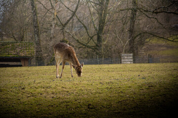 Obraz na płótnie Canvas Roe deer is grazing alone in a meadow