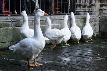 Las ocas de la catedral.
