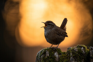 Eurasian wren, troglodytes troglodyte, calling in spring nature at sunset backlit by orange light. Cute little bird singing with open beak in forest. Territorial behavior of animal.