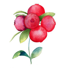 Cranberry watercolor