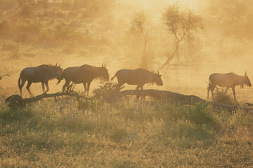 herd of wildebeest