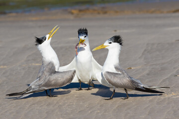 Crested Terns Courtship - Two Girls One Fish