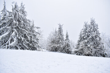 snow covered pine trees, snow covered trees, winter landscape