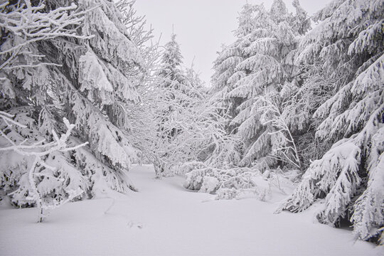 snow covered trees in the mountains, snow covered trees, winter landscape