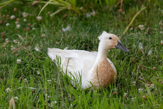 domestic duck with tassel - Anas platyrhynchos