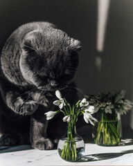 The gray cat is sniffing white snowdrops. The first spring flowers are in a small vase. Rare flowers listed in the Red Book. Home pitops. The cat is studying nature. Funny domestic cat.