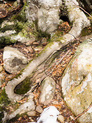 Texturas en la naturaleza, raíces de árboles en invierno.