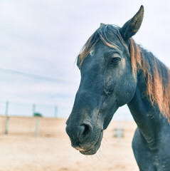 Adorable horse at the farm.