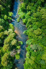 River and green forest in summer, aerial view