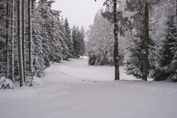 Obraz premium winter in the forest