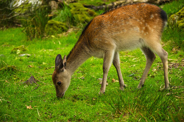 Naklejka na ściany i meble The young wild deer in Killarney National Park, near the town of Killarney, County Kerry, Ireland