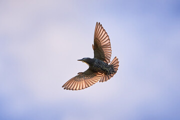 Fototapeta na wymiar Common starling in flight (Sturnus vulgaris) Bird in flight