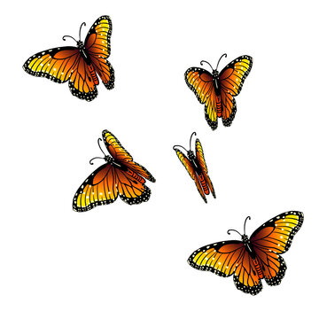 Flying orange butterflies. Vector illustration