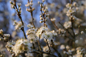 Schlehenblüte in Unkeroda