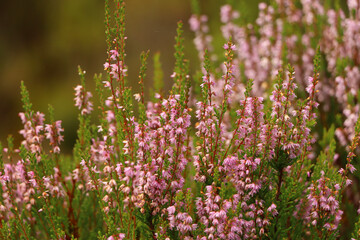 Heather in the glens of Scotland 