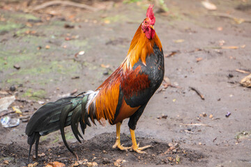 rooster in the garden