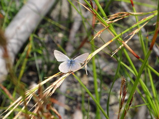 Blue Mountains, Australia 