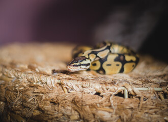 young and Python regius close up
