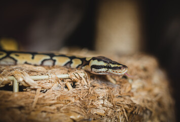 young and Python regius close up