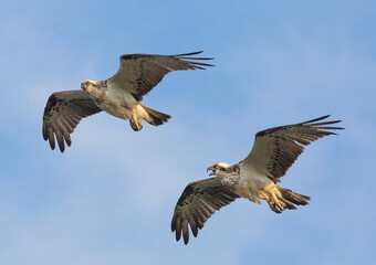 Osprey pair in flight calling