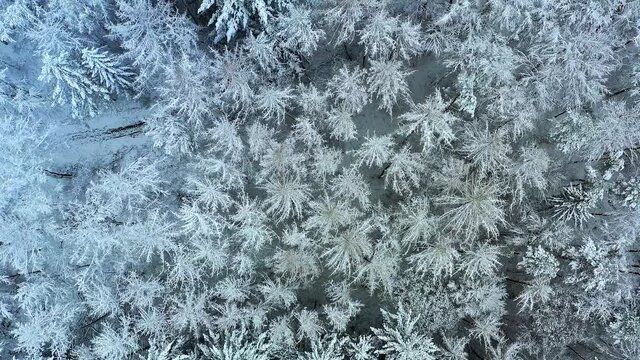Aerial view, flight over over the snow-covered Taunus with firs, sprucesand conifers, Gro&szlig;er Feldberg, Oberreifenberg, Taunus, Schmitten, Hesse, Germany,