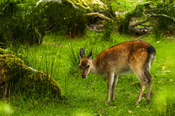 The young wild deer in Killarney National Park, near the town of Killarney, County Kerry, Ireland