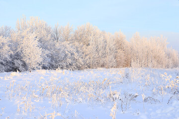 Russian nature in winter, Christmas background. After a snowfall, tree branches are covered with snow and sparkle in the sun, severe frost and low temperatures. This is a beautiful winter