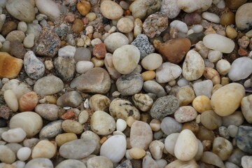 shells on the beach in Long Island, NY