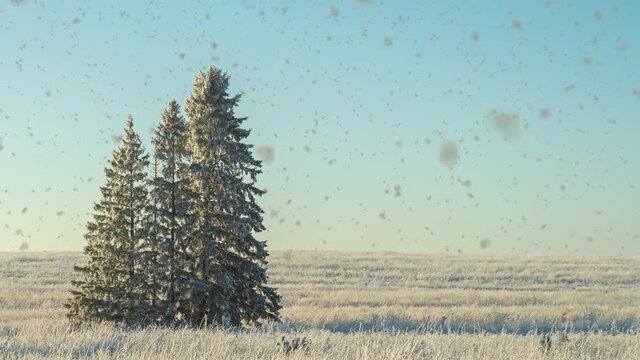 Winter landscape in a field with three snow-covered fir trees, beautiful snowfall, sunny weather. Cinemagraf , video loop, alpha channel snowfall