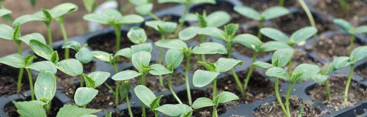 Germination of tomato seedlings in pots with natural fertilizer in greenhouse conditions.