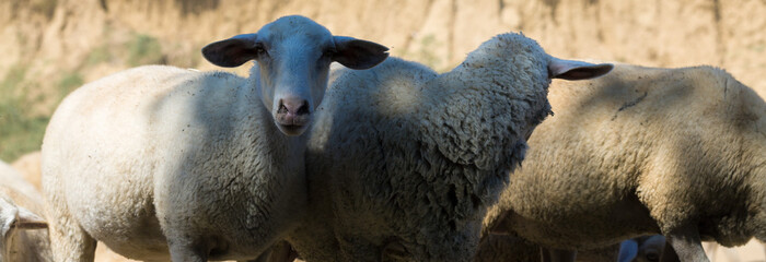 Naklejka premium Sheep and goats graze on green grass in spring.