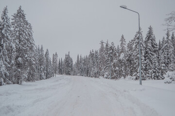 snowy road in the forest
