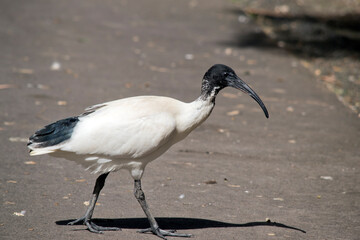 this is a side view of an ibis