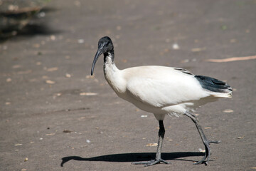 the ibis is walking across the path