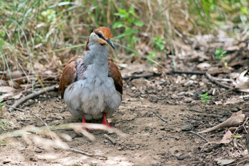 the brush bronzewing is looking for food