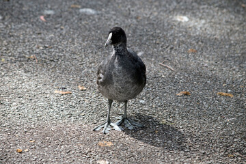 this is an Eurasian coot chick